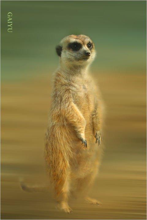 Photography titled "Mongoose" by Gai Yu, Original Artwork, Digital Photography
