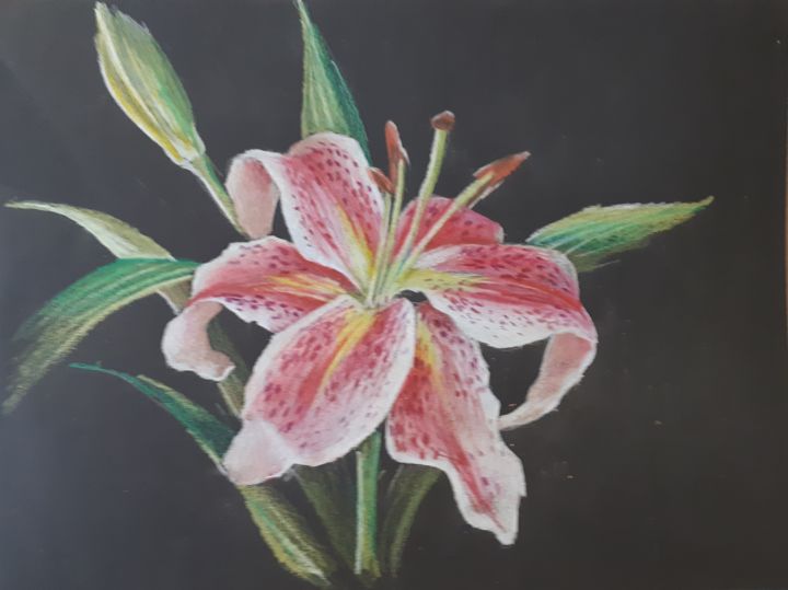 Night Lily Drawing by Galina Sviriaeva Artmajeur Night Lily Drawing by Galina Sviriaeva Artmajeur