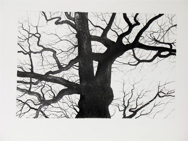 Dessin intitulée "Chêne à contrejour" par Jean Kerinvel, Œuvre d'art originale