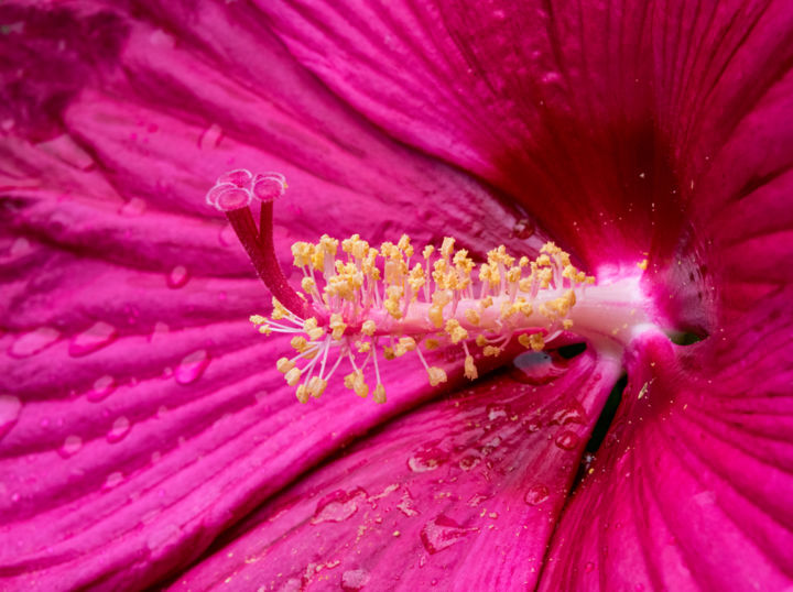 "Flowery Seduction №…" başlıklı Fotoğraf Gareth P Jones tarafından, Orijinal sanat, Dijital Fotoğrafçılık