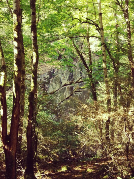 Fotografia intitolato "Forêt de légendes" da Gas, Opera d'arte originale