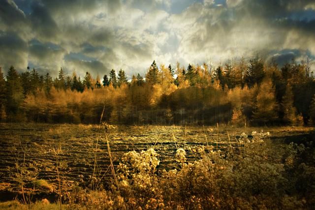 Photographie intitulée "le bel automne" par Gaston Quirion, Œuvre d'art originale