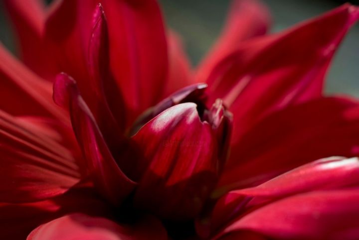Photographie intitulée "Red flower" par Jean Luc Gillieron, Œuvre d'art originale