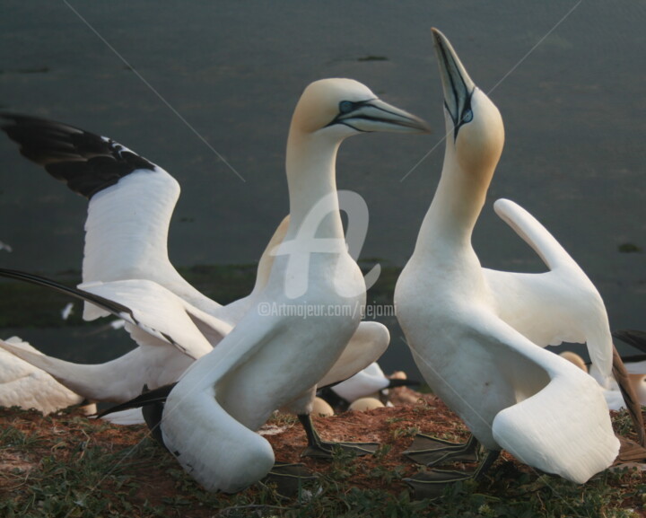 Fotografie mit dem Titel "Abendplausch" von Gejomi, Original-Kunstwerk, Nicht bearbeitete Fotografie