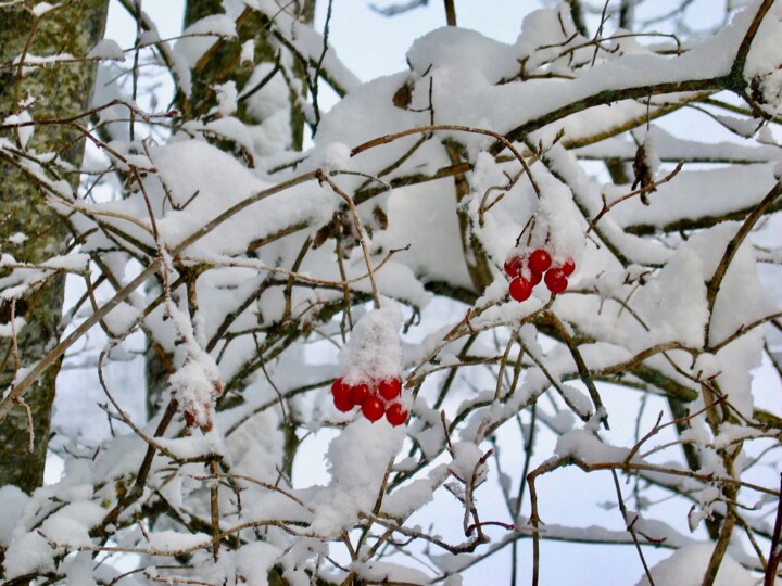 Photographie intitulée "Le rouge et le blanc" par Geneviève Baud Caizergues, Œuvre d'art originale, Image générée par l'IA