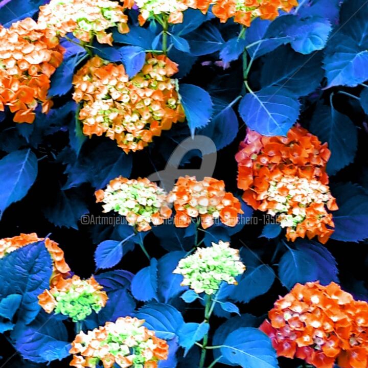 Digital Arts titled "Hortensia 1" by Geneviève  Vacca-Giachero, Original Artwork, Digital Painting