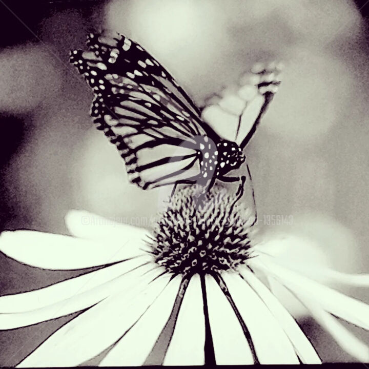 Photography titled "Papillon" by Geneviève  Vacca-Giachero, Original Artwork, Analog photography