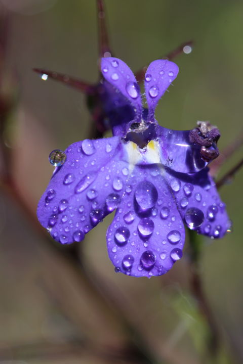 Photography titled "Eveil floral" by Thierry Geoffroy, Original Artwork