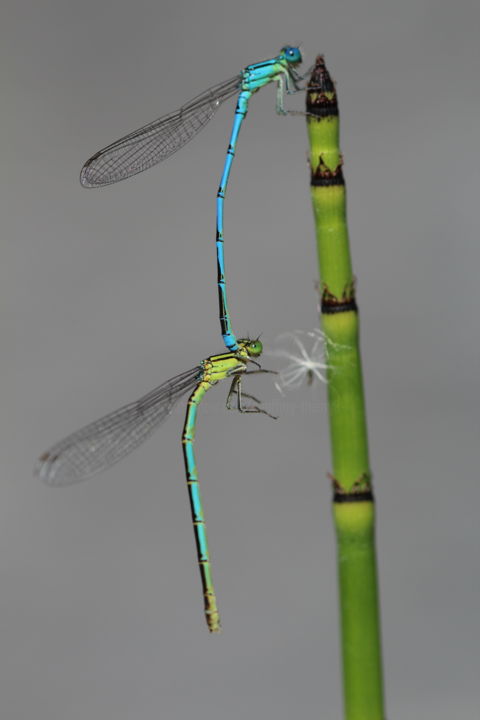 Photography titled "Acrobatie" by Thierry Geoffroy, Original Artwork