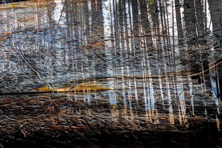 Arte digital titulada "treeclearing" por George Grund, Obra de arte original