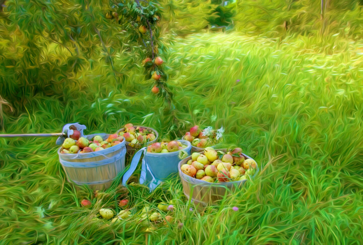 Photography titled "Picking Pears" by George Robinson, Original Artwork, Digital Photography