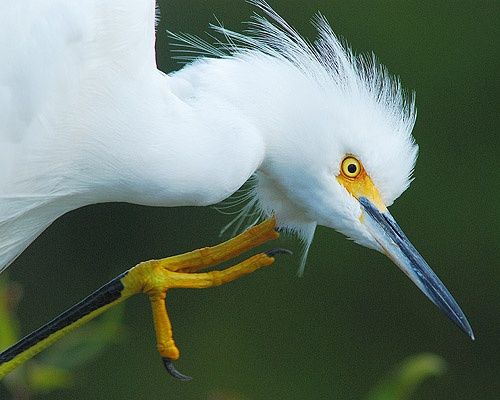 Photography titled "Snowy Egret with an…" by George Wilson, Original Art,