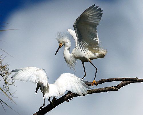 Photography titled "Out om a Limb - Sno…" by George Wilson, Original Artwork