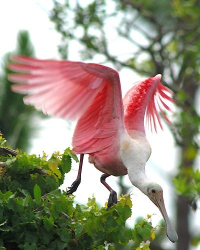 Photography titled "Roseatte Spoonbill" by George Wilson, Original Artwork
