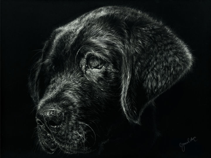 Tekening getiteld "Lionel on Black" door Geraldine Simmons, Origineel Kunstwerk, Scratchboard