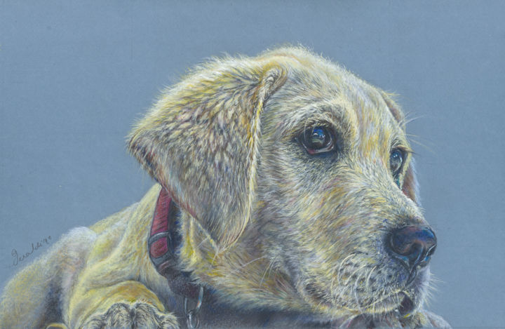 Dibujo titulada "Labrador puppy" por Geraldine Simmons, Obra de arte original, Lápiz