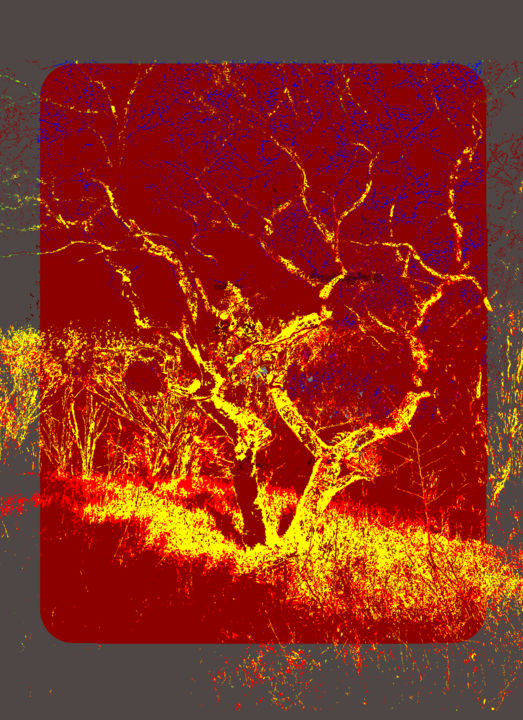 Digital Arts titled "Spirit Of A Tree" by Gerald Shepherd F.F.P.S., Original Artwork, 2D Digital Work