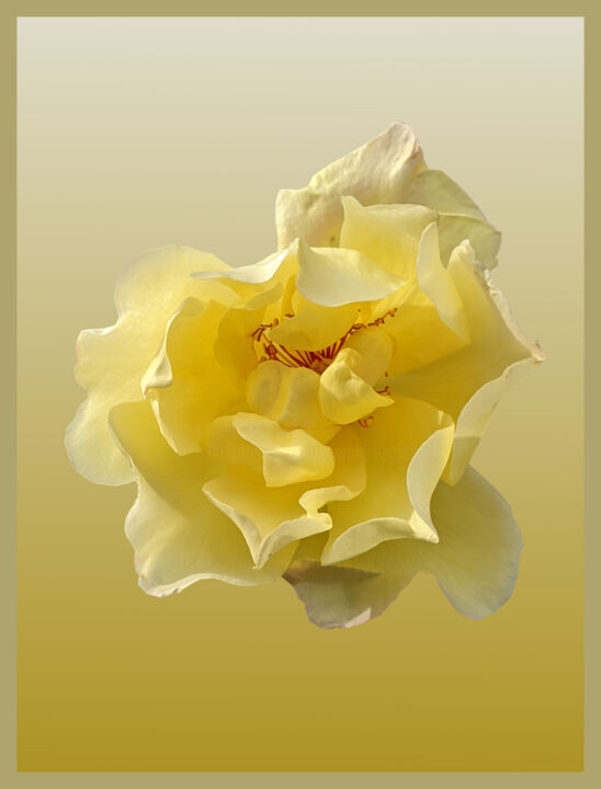 Arte digitale intitolato "Yellow Rose On A Ye…" da Gerald Shepherd F.F.P.S., Opera d'arte originale, Lavoro digitale 2D