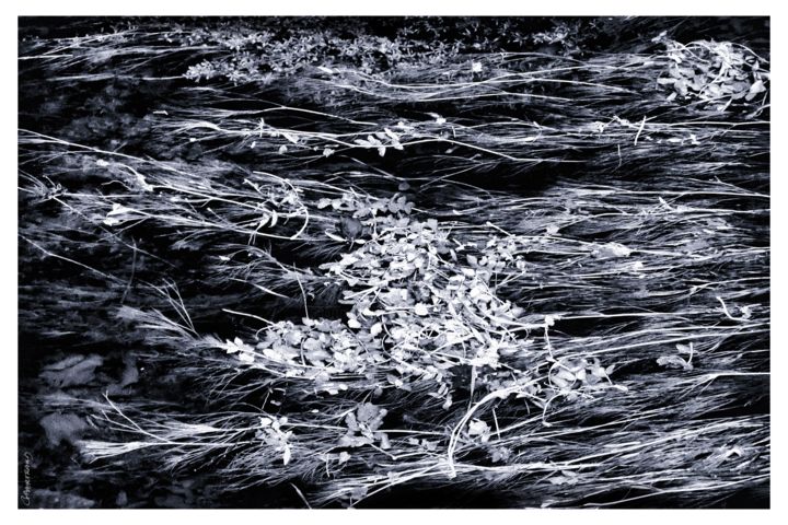 Photographie intitulée "Herbes au fil de l'…" par Gérard Bertrand, Œuvre d'art originale, Photographie numérique