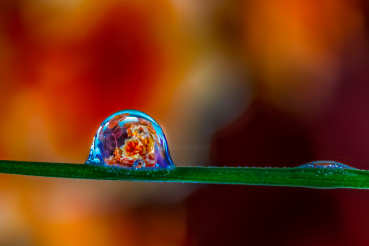 Photographie intitulée "Bouquet fleuri" par Gerard Campioni, Œuvre d'art originale, Photographie non manipulée