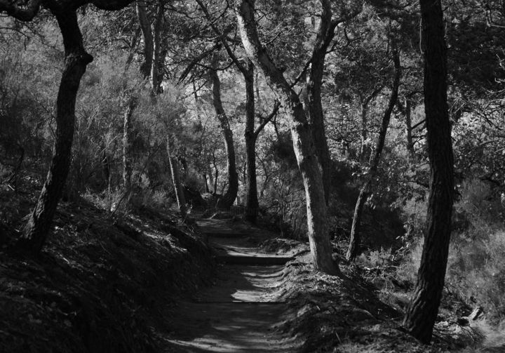 Photographie intitulée "sous bois inquiétant" par Gerard Jeanjean, Œuvre d'art originale