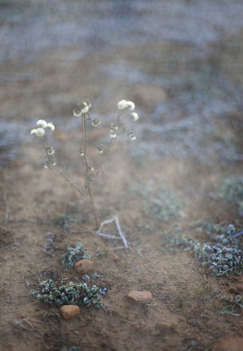Photographie intitulée "fleur givrée" par Gerard Jeanjean, Œuvre d'art originale