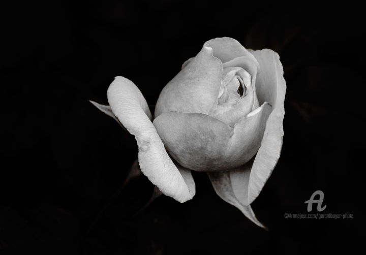 Photography titled "Rose" by Gérard Boyer, Original Artwork, Digital Photography