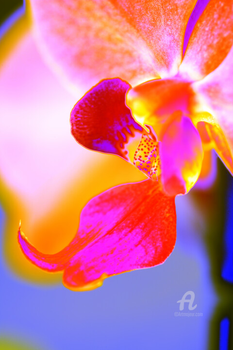 Photographie intitulée "Bum_Orchidee97" par Gerhard Bumann, Œuvre d'art originale, Photographie manipulée