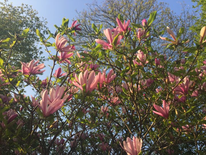 Fotografia intitulada "Magnolia" por Giart, Obras de arte originais, Fotografia digital