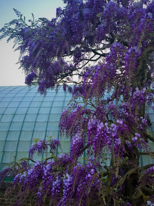 Photography titled "Wisteria" by Giart, Original Artwork, Digital Photography