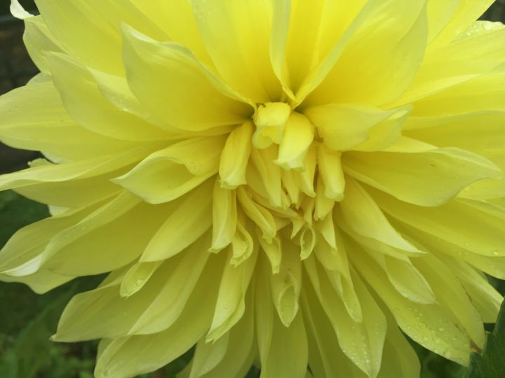 Photographie intitulée "Chrysanthemum" par Giart, Œuvre d'art originale, Photographie numérique
