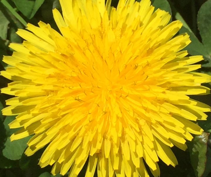 "Dandelion" başlıklı Fotoğraf Giart tarafından, Orijinal sanat, Dijital Fotoğrafçılık