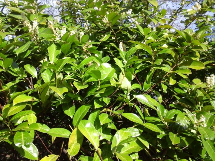 Photographie intitulée "Green foliage" par Giart, Œuvre d'art originale, Photographie numérique