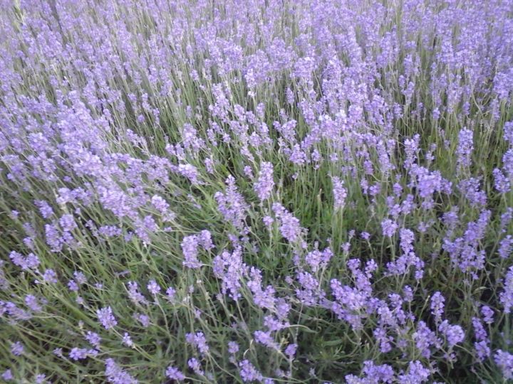 Photography titled "Lavender" by Giart, Original Artwork, Digital Photography