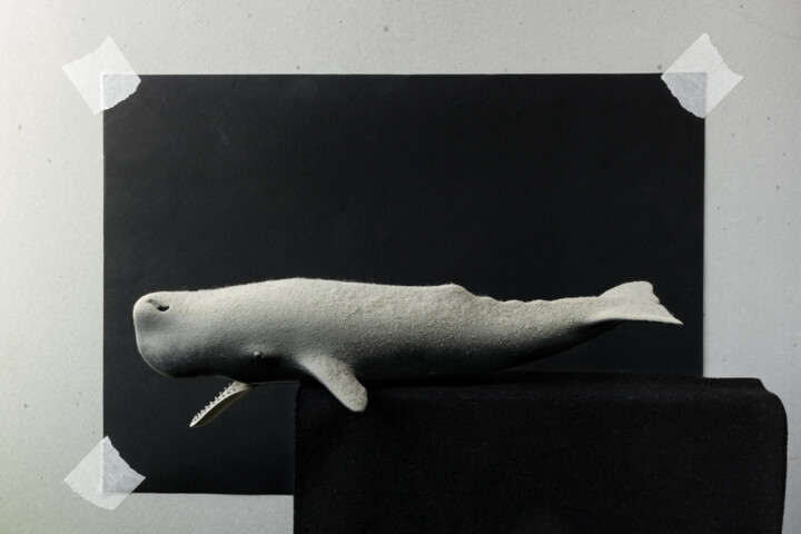 Fotografia intitolato "la balena impolvera…" da Giancarlo Biscardi, Opera d'arte originale, Fotografia digitale