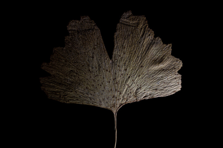 Фотография под названием "foglia di ginkgo bi…" - Giancarlo Biscardi, Подлинное произведение искусства, Light Painting