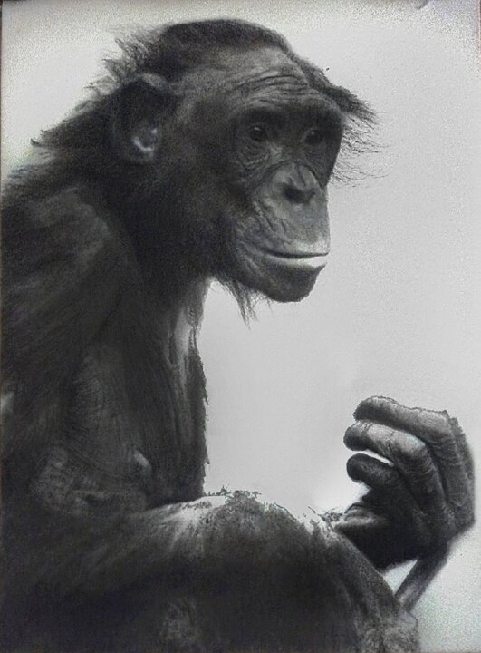 Рисунок под названием "Gorilla" - Giannecarlo Comissiong, Подлинное произведение искусства, Карандаш