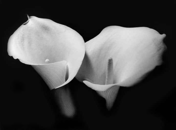 Photography titled "Callas" by Giannibianchiph, Original Artwork