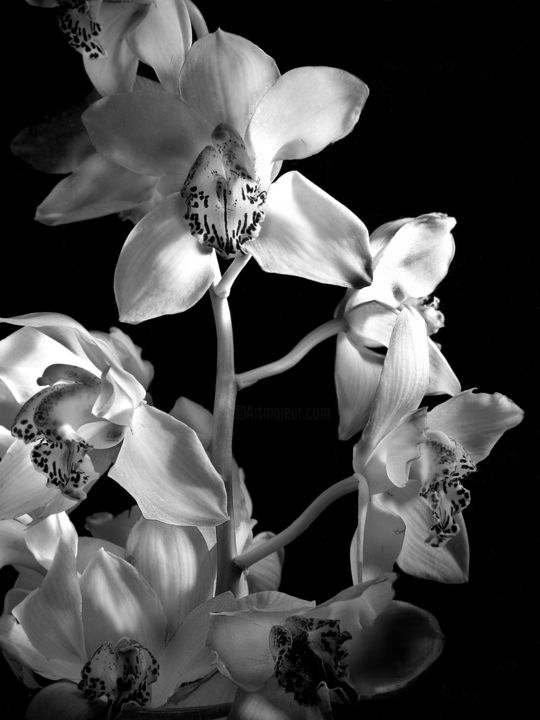 Fotografia intitolato "Orchidee" da Giannibianchiph, Opera d'arte originale