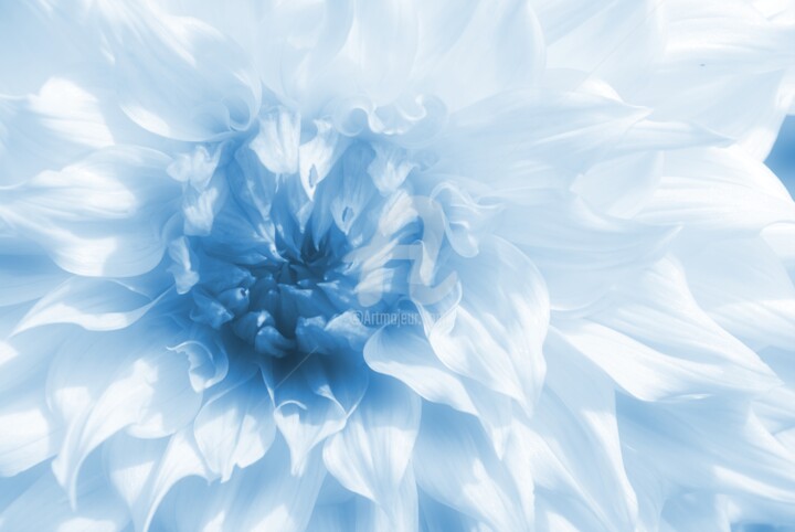 Photography titled "Cœur de dahlia bleu" by Gilles Larbi, Original Artwork, Digital Photography