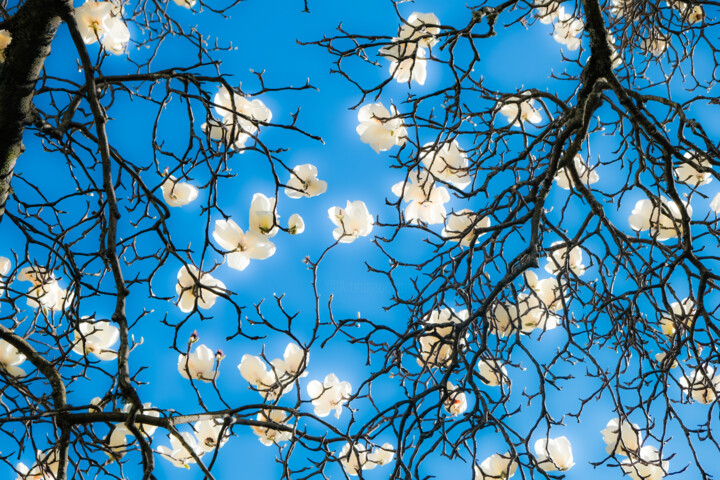 Fotografía titulada "magnolia #2" por Gilliard Bressan, Obra de arte original, Fotografía digital