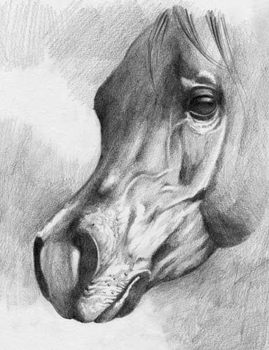 Dessin intitulée "horse head studio" par Gimena Ferrari, Œuvre d'art originale, Graphite