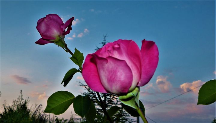 Photography titled "roses-dans-le-ciel-…" by Giovanni Rizzo, Original Artwork