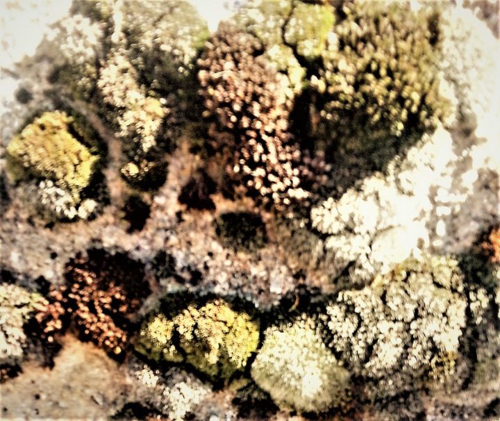 Fotografia intitolato "155-2.jpg (Lichens)" da Giovanni Rizzo, Opera d'arte originale