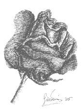 Pintura titulada "Rosa nera" por Giovanni Grasso, Obra de arte original