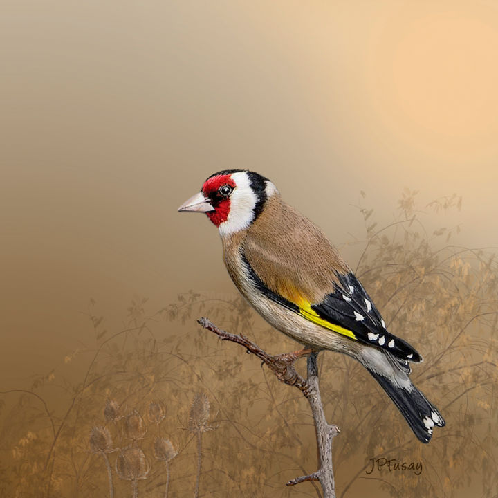 Chardonneret Jpg Digital Arts By Jean Paul Fusay Artmajeur Chardonneret Jpg Digital Arts By Jean Paul Fusay Artmajeur