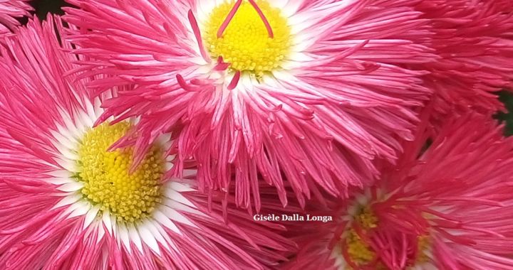 Photography titled "dsc-1326-les-fleurs…" by Gisèle Dalla Longa, Original Artwork