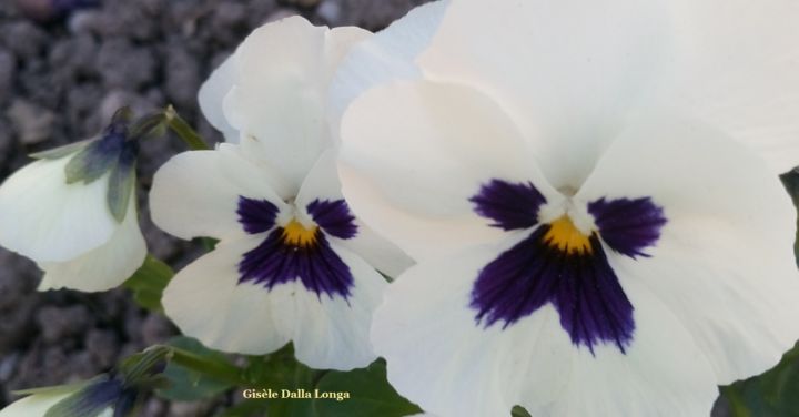 Fotografia zatytułowany „dsc-0046-les-fleurs…” autorstwa Gisèle Dalla Longa, Oryginalna praca