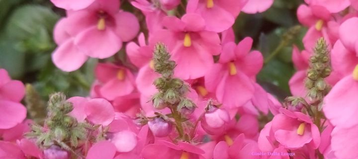 Fotografia zatytułowany „les-fleurs-dsc-0705…” autorstwa Gisèle Dalla Longa, Oryginalna praca