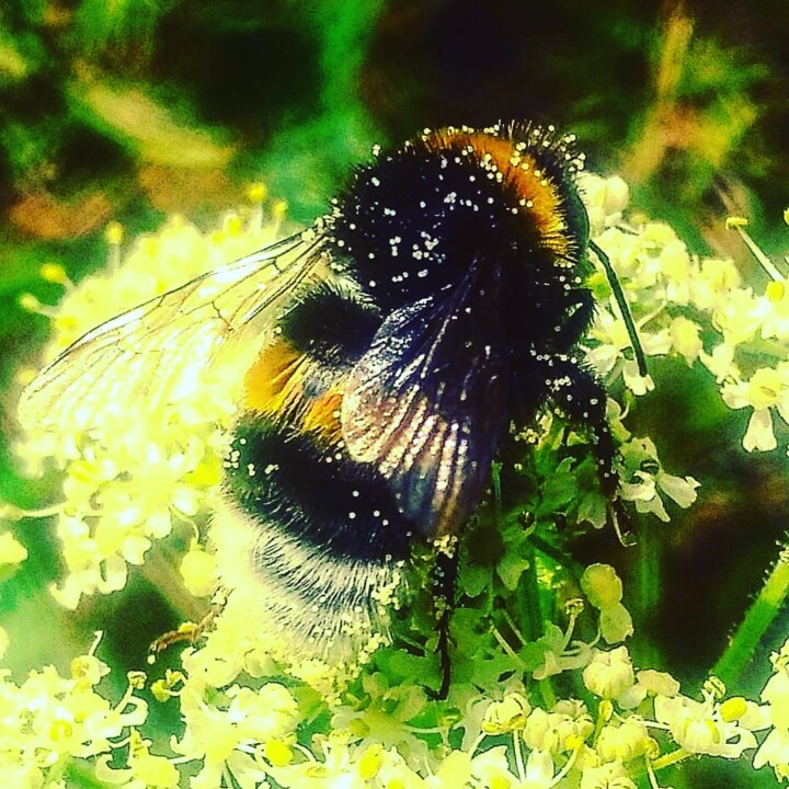 Photography titled "BEE" by Gladys Montella, Original Artwork